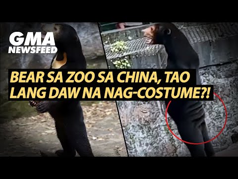 Bear sa zoo sa China, tao lang daw na nag-costume?! GMA News Feed