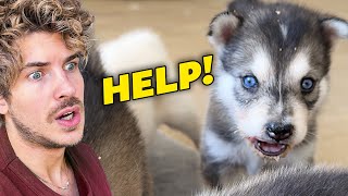 Saving My Choking Puppy!