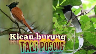 Download lagu Suara kicau burung TALI POCONG di alam bebas. mp3 Download lagu Suara kicau burung TALI POCONG di alam bebas. mp3