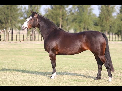 Lote 24 QUEBUENA DA CABANHA SANTA FÉ