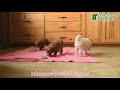 Miniature Poodle dogs for sale: Ninja  - Video 1