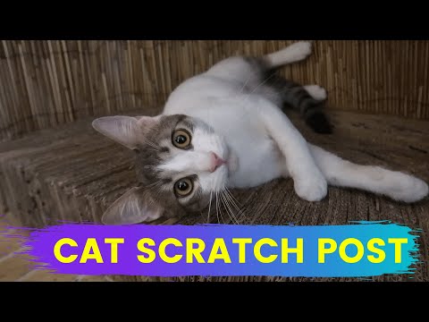 I created the biggest cat scratch post 🐱 Furry Tails