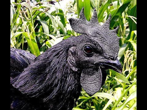 Top 10 Pictures of Pure Ayam Cemani in Indonesia