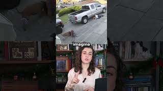 Essa é a realidade dos pitbulls!!!!