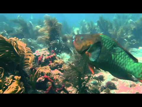 Sombrero Reef Dive 4/31/11