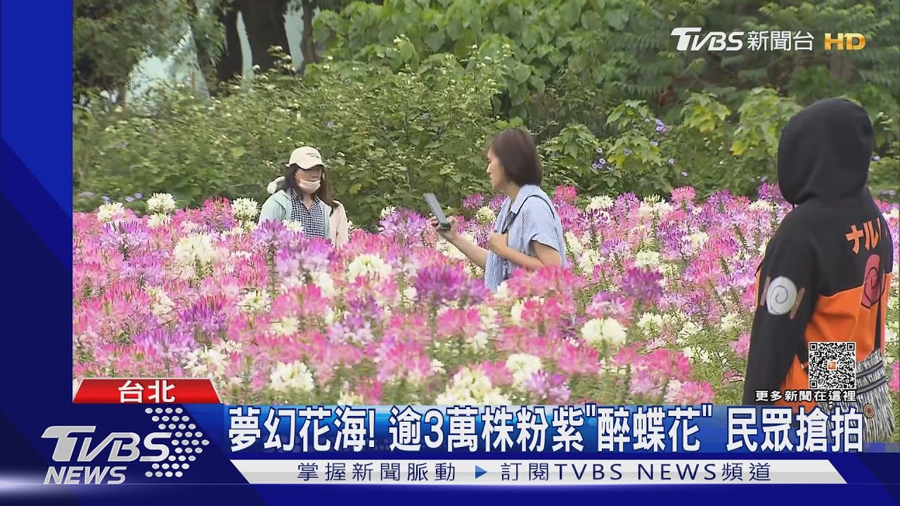 夢幻花海!逾3萬株粉紫「醉蝶花」 民眾搶拍