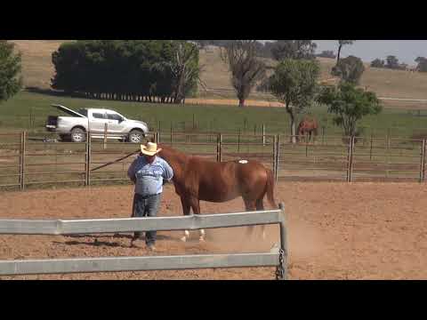 Lot 30 SHEROS TRADITIONAL STYLE   HSH