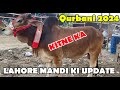 Cow Mandi Update 🐮🐄 | Makhi chine Bakre | 🔥Qurbani 2024 | Lahore Bakra Mandi Shahpur #cowmandi