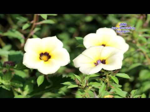 Sulido, Susana Basil 1979