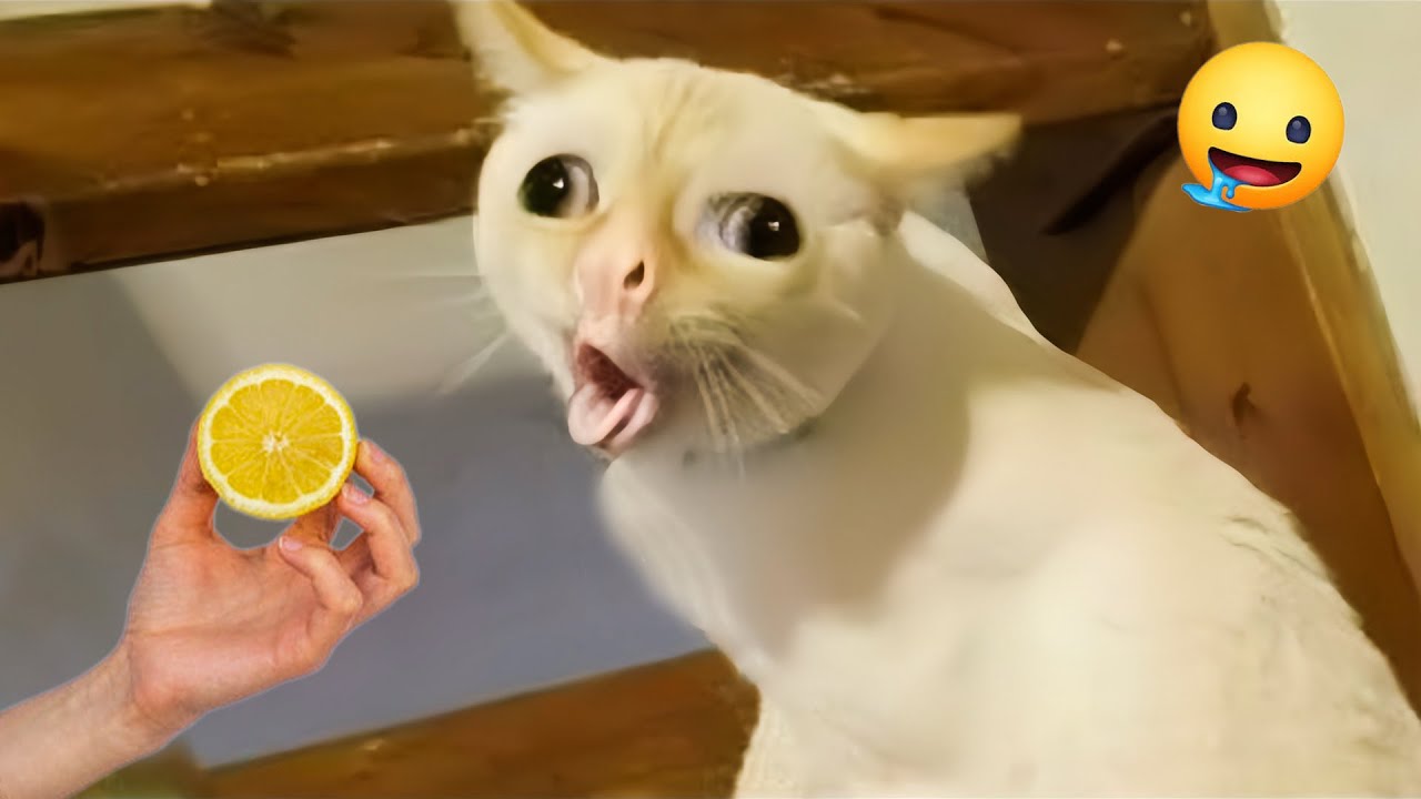 Funny Dogs and Cats Make You Unable To Stop Laughing😻🐶 Best Of The 2024 Funny Animal Videos
