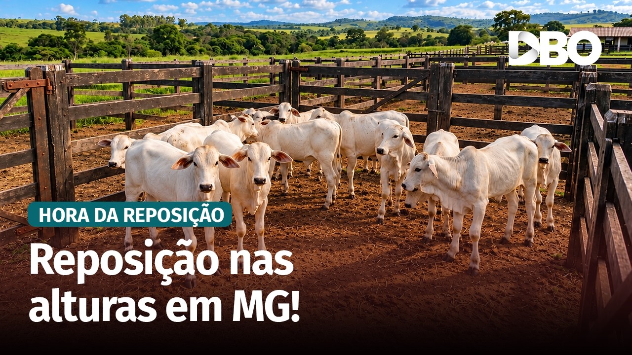 Bezerro perto de R$ 20/kg pressiona reposição no Triângulo Mineiro