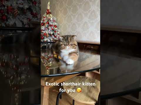 FORSYCAT MATILDA ❤️ Exotic kitten #cat #exotic #viral #kitten #kitty #exoticshorthairkitten #funny