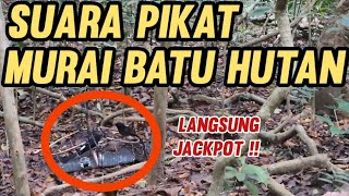 Download lagu Suara PIKAT MURAI BATU HUTAN mp3