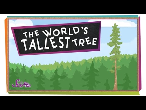 The World's Tallest Tree! | Science for Kids
