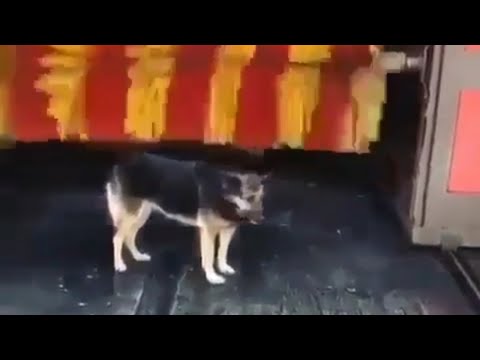 IOV - | Puppy Trying To Wash In A Carwash Machine |