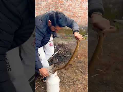 snake 🐍 rescue viral video status ♥️♥️ @luckblog1166