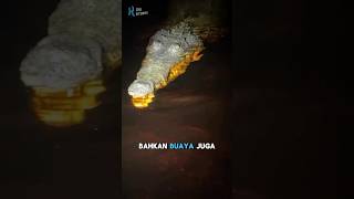 Download lagu Penghuni Hutan Amazon Ketar Ketir Sama Pria Ini!!😱😱 #hutanamazon #infounik #hewanunik mp3