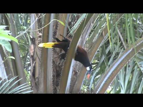Birds of Costa Rica: Montezuma Oropendola- Psarocolius montezuma
