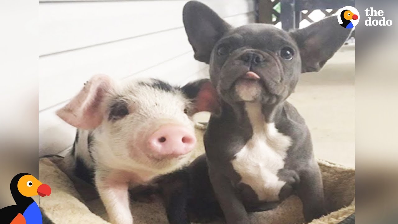 Dogs Raise Orphaned Piglets | The Dodo Odd Couples