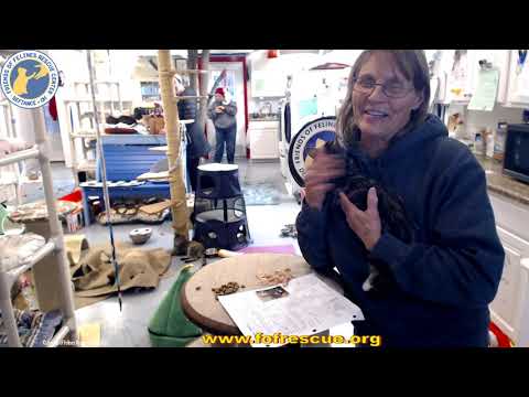 Adoption of Little Missy Big Stuff. 12/08/21.    Friends of Felines Rescue Center (FFRC)