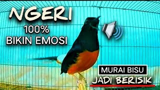 Download lagu PANCINGAN AMPUH menaikan EMOSI murai batu diam langsung NYAUT bunyi GACOR bongkar isian GACOR!! mp3