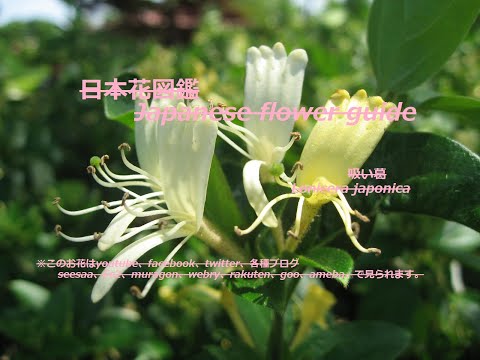 スイカズラは霜を恐れますか？お手入れに関する私たちのアドバイス！  庭園