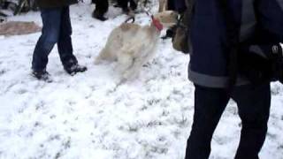preview picture of video 'Afghan Hound Sluzewiec 1.02.2009 cz.1'