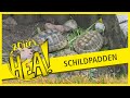 20 JAAR HEA! Schildpaddenliefde