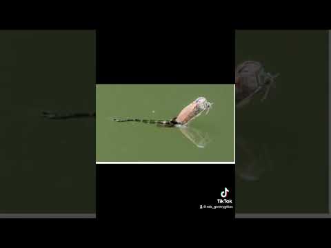 How to tie a Foam midge emerger