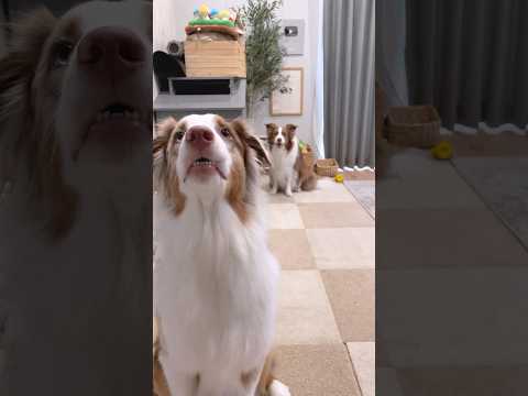 ボーダーコリーの名前 101 件