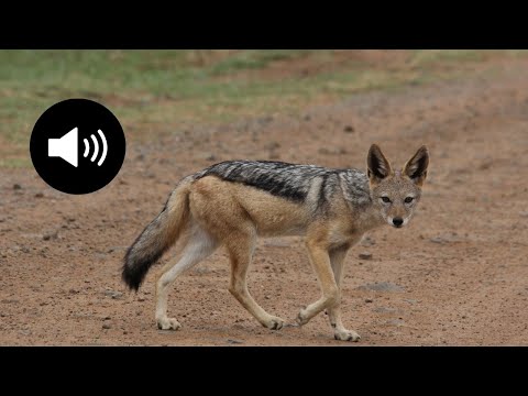 the CRY of the JACKAL Jackal Sound