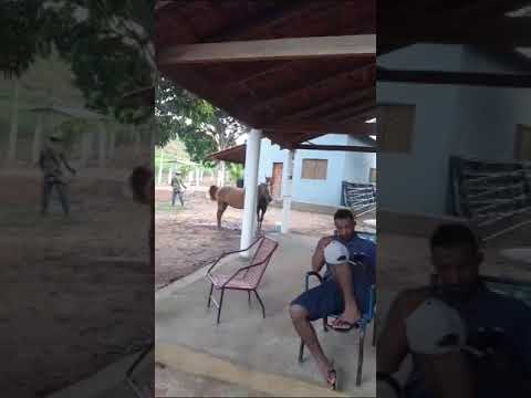 Fartura na fazenda são Manuel, município de jatobá Maranhão Brasil 🇧🇷