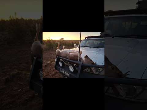 Public Land Hunting NSW