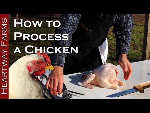 How To Process Meat Birds at Home | Cornish Cross pastured poultry chickens butchering