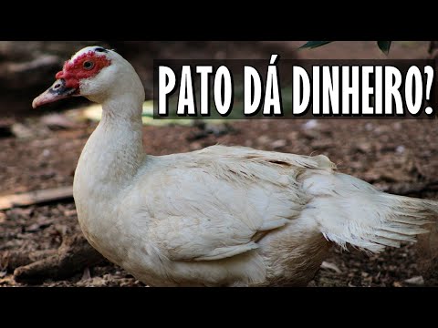 COMO LUCRAR COM PATOS? SAIBA NESSE VÍDEO