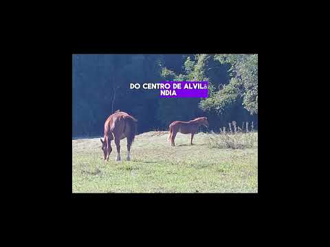 SÍTIO À VENDA NA REGIÃO DE MARÍLIA/SP