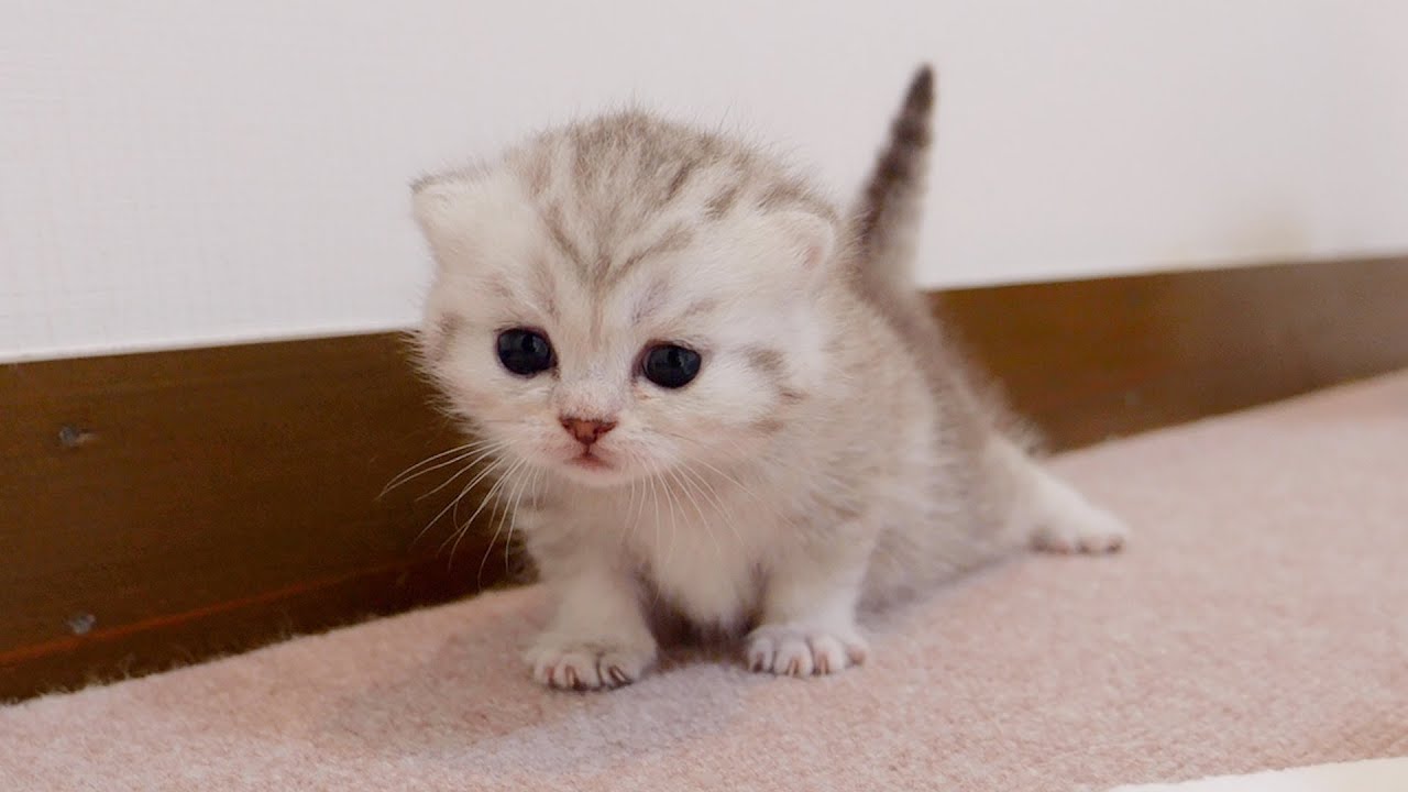 The kitten ran away again! ?There was a cat who helped me escape! !