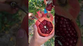 Download lagu The pomegranate tree has many thorns mp3