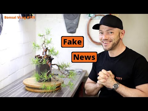 Hätte, hätte Kaskaden Kiefer werden können | Bonsai VLog #135