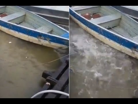 This is what a piranha feeding looks like