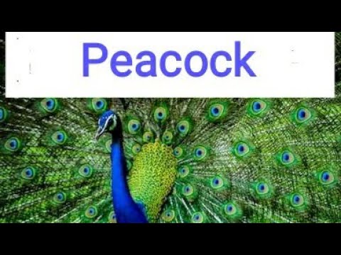 Paragraph on "Peacock". Let's learn English and Paragraphs. Video