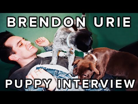Das Welpeninterview mit Brendon Urie von Panic! At The Disco