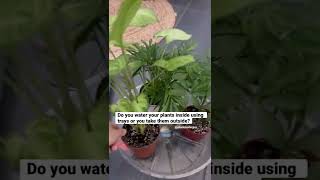 Do you like using trays? Or taking them outside weekly? #shorts #houseplants #waterplants