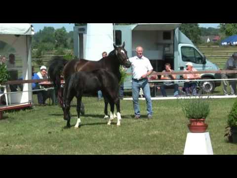 Sudweyher Fohlenschau 2009 Kat.-Nr. 53