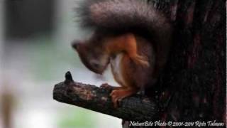 preview picture of video 'Squirrel, Sciurus vulgaris, Orava, grooming itself, Viertola, Vantaa, Finland'