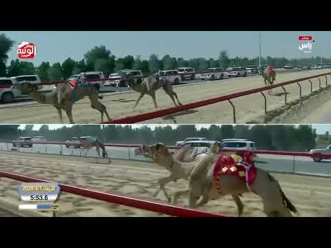  ش 3 شداد زمول محليات (مذهل) محمد فرج بن حموده الظاهري 12:26:89 ، ختامي المرموم 2026/4/1  