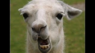 Funny And Crazy Animals Compilation beautiful animals