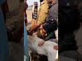 BULLY DOG Fight