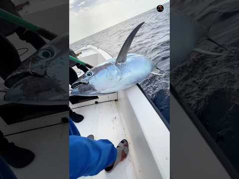 Why is tuna fish frozen ?