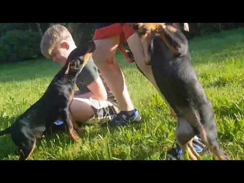 Piranhas ;-)  Heideterrier Welpen / Heide x Kalle von der Lönsmeute /  Jagd-Leistungs-Zucht /